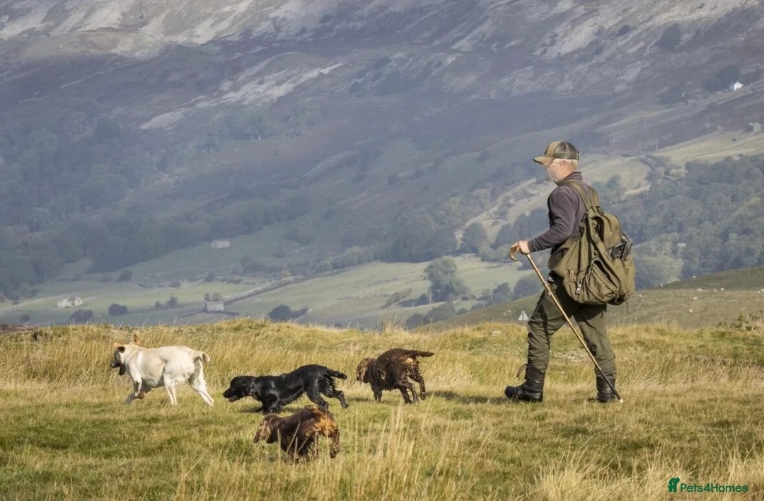 Labrador Retriever dogs for sale: Yellow Labrador Bitch Exceptional Working Pedigree - Advert 8