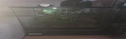 Gecko reptiles for sale: giant Madagascan day Gecko - Advert 8