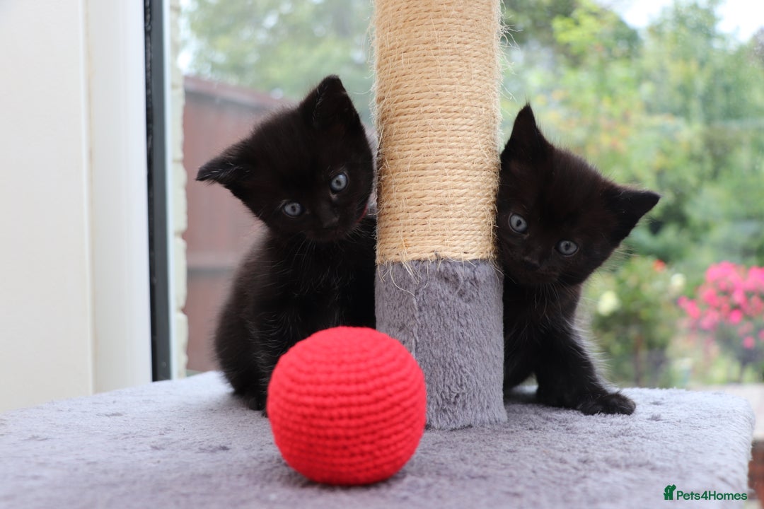 Mixed Breed cats for sale: Beautiful Kittens Looking For a New Home - Image 14