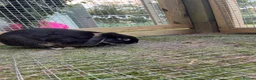 Mini Lop rabbits for sale: Otter Mini Lop Male - Advert 7