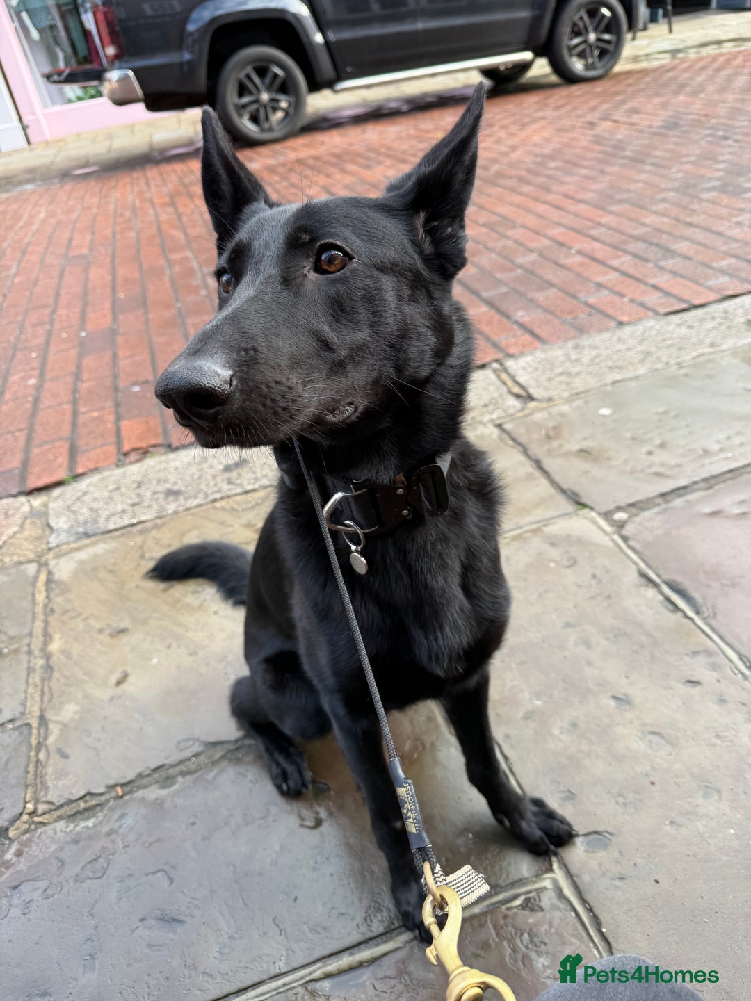 German Shepherd dogs for sale: Fully Trained Black German Shepherd - Advert 7