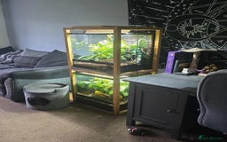 Gecko reptiles for sale: 2x Crested Geckos & Setup (1 male 1 female) - Image 1