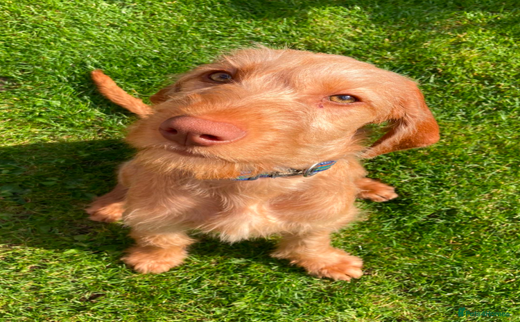 Hungarian Vizsla dogs in Preston - Advert 9