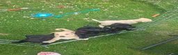 Labrador Retriever dogs for sale: Two beautiful labrador pups available  in York - Advert 6