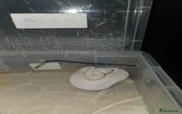 Python Snake reptiles for sale: BEL (blue eyes lucy)  - Image 2