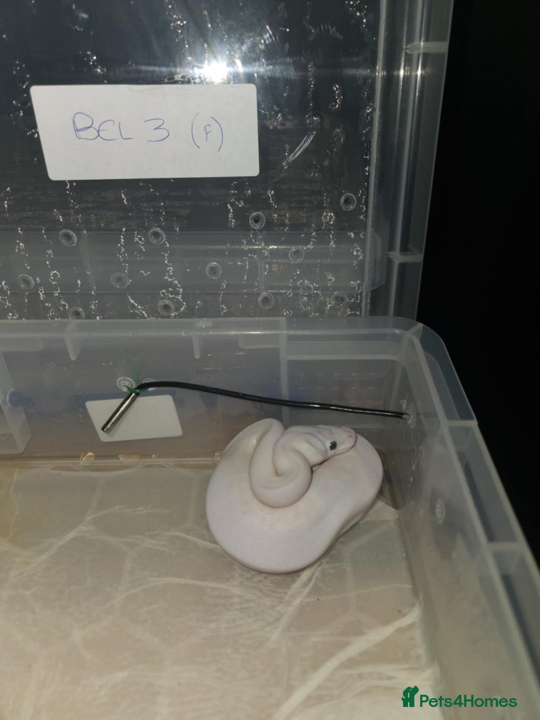 Python Snake reptiles for sale: BEL (blue eyes lucy)  - Image 2