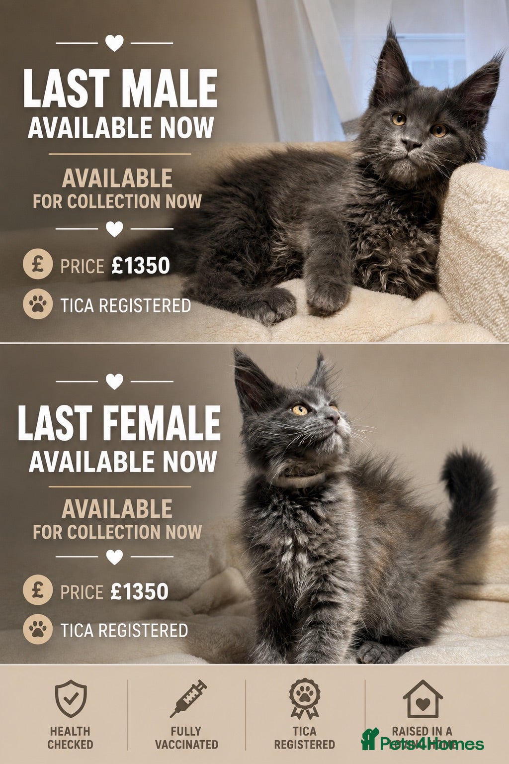 Maine Coon cats Available now! Last Two TICA Registered Maine Coon - Advert 2