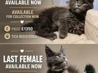 Maine Coon cats Available now! Last Two TICA Registered Maine Coon - Advert 2