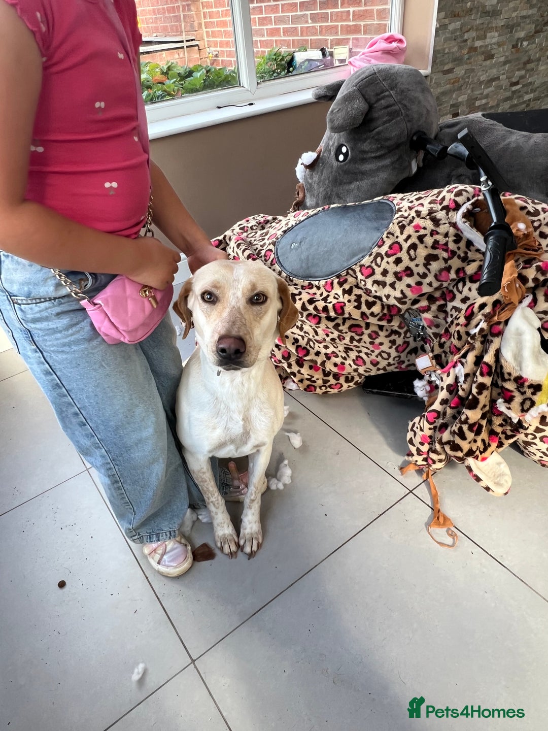 Mixed Breed dogs for sale: Labrador mixed breed - Image 3