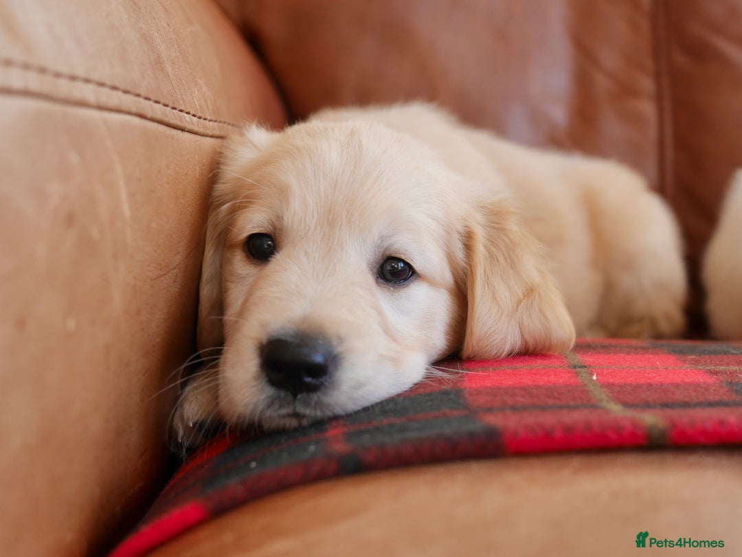 Golden Retriever dogs for sale: Quality KC Health Tested Golden Retriever Puppies - Advert 11