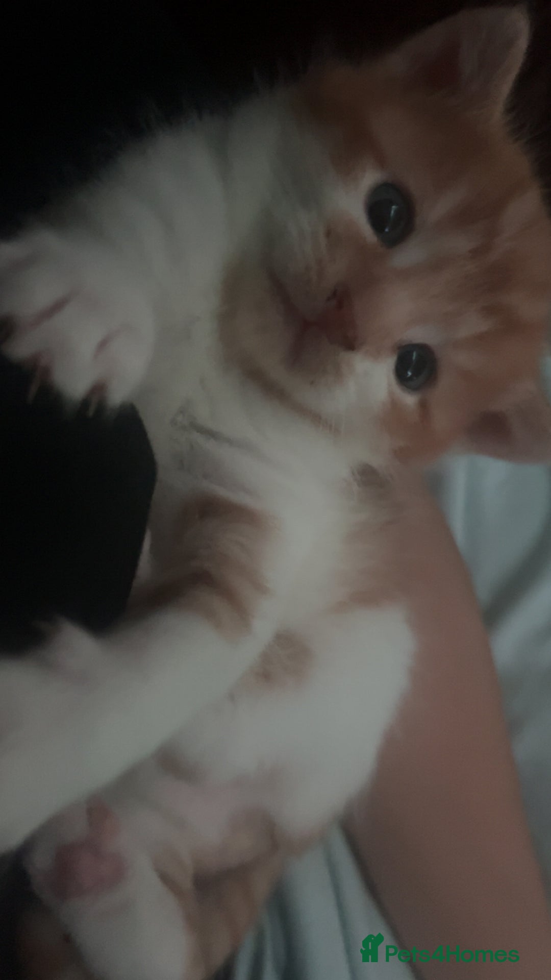 Mixed Breed cats for sale: Orange kitties 💕🍊 - Advert 18