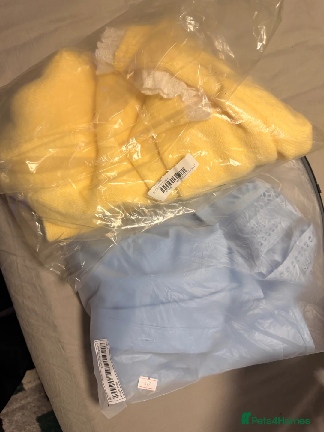 Beagle dogs for sale: Beagle in Dagenham - Advert 2