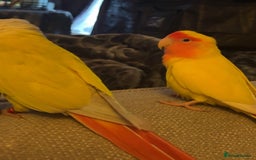 Lovebirds birds for sale: Sweet Tame Lovebird  - Advert 3