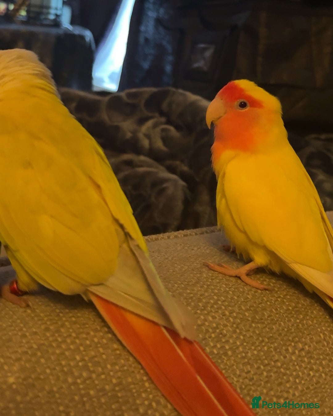 Lovebirds birds for sale: Sweet Tame Lovebird  - Advert 3