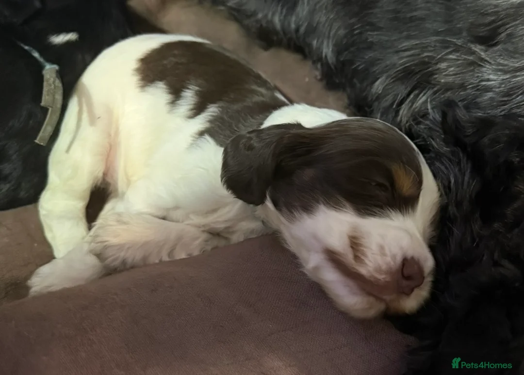 Cocker Spaniel dogs for sale: One male and 1 female show cocker spaniel pup - Advert 2