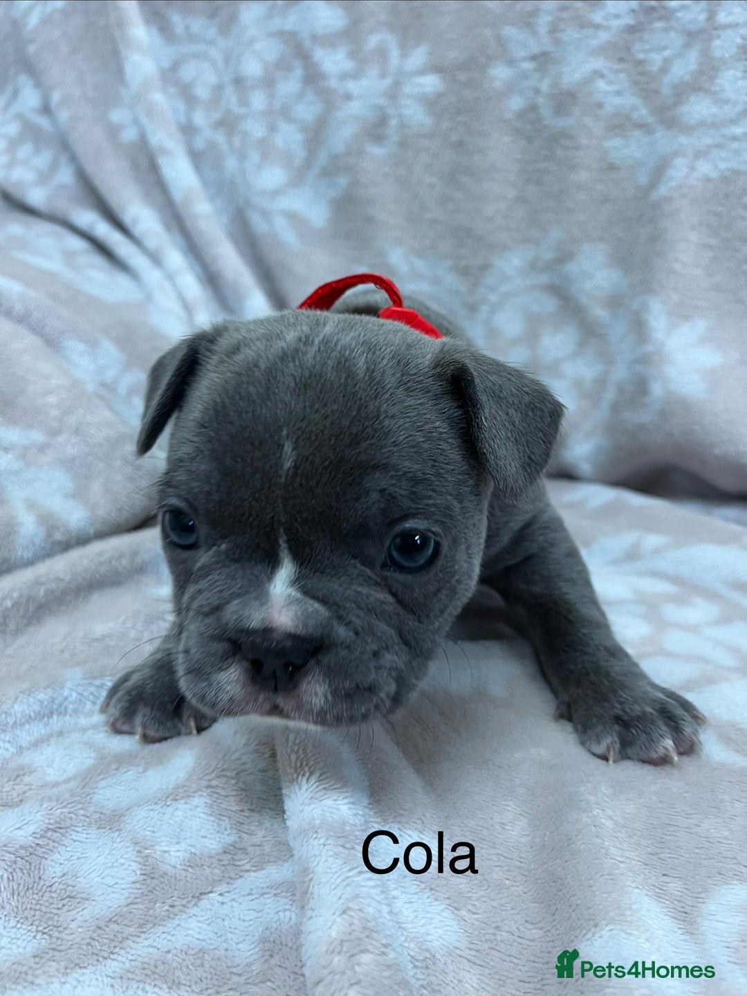 French Bulldog dogs for sale: Lovely Frenchies  - Advert 15