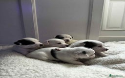 Mixed Breed dogs for sale: 5 beautiful girl puppies - Image 2