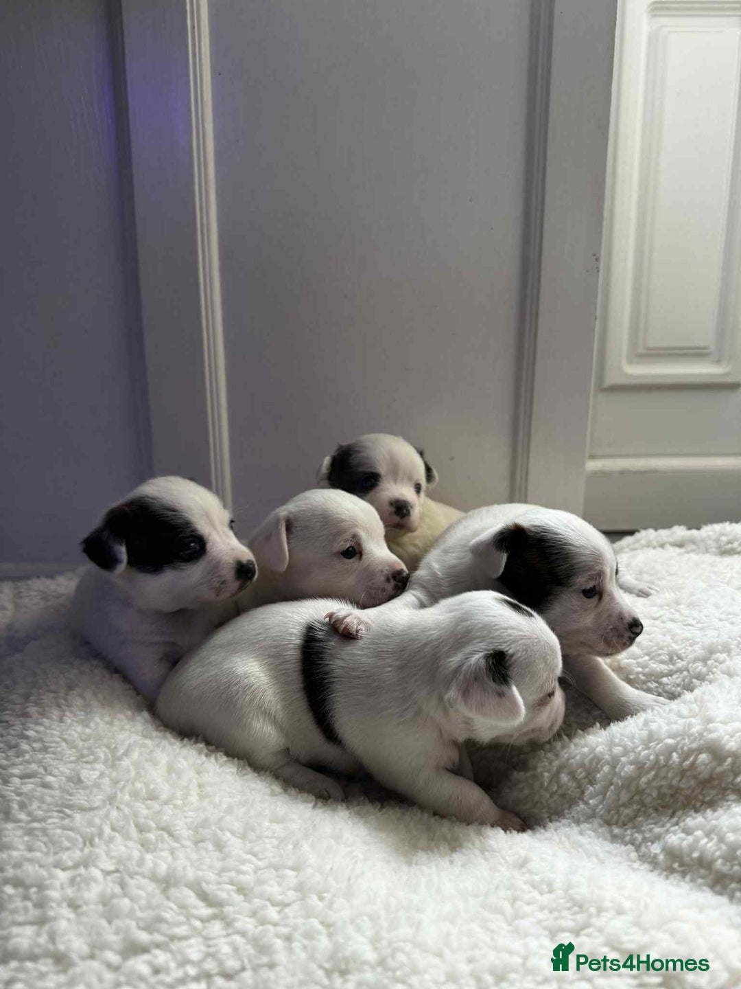 Mixed Breed dogs for sale: 5 beautiful girl puppies - Image 2