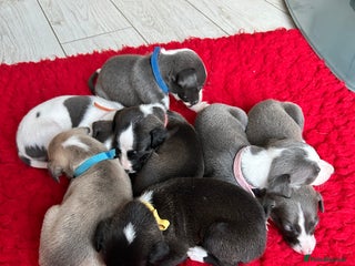 Whippet dogs - Advert 1