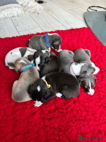 Whippet dogs - Advert 7