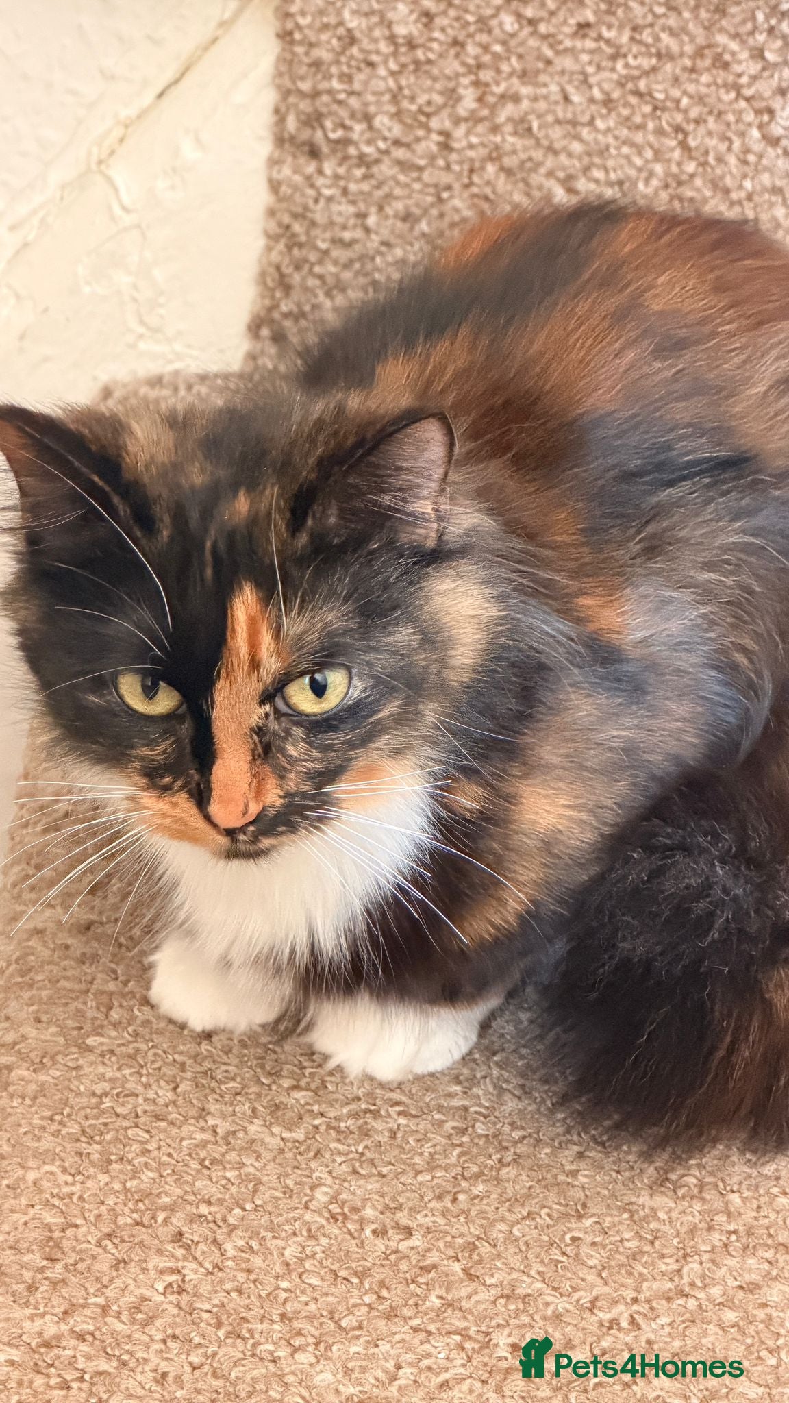 British Longhair cats Rambo - Advert 3