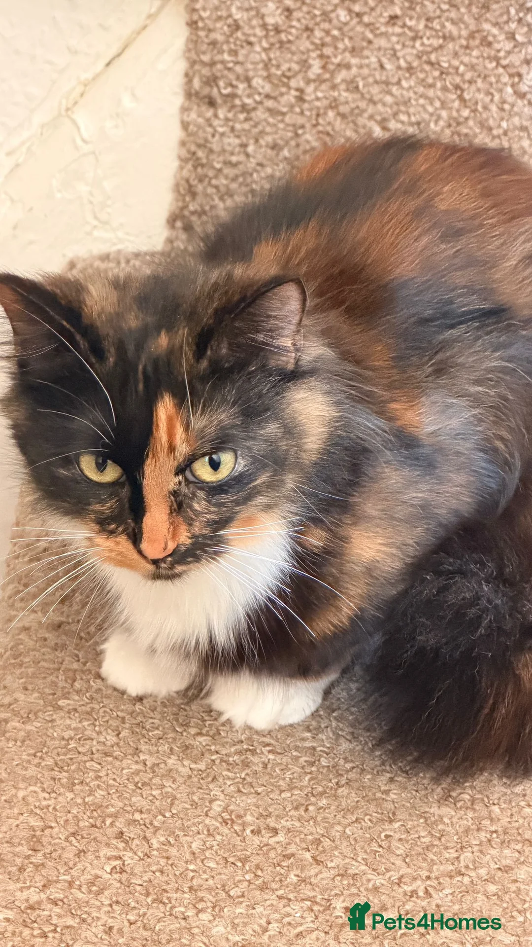 British Longhair cats for sale: Rambo - Advert 1