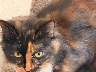 British Longhair cats Rambo - Advert 3