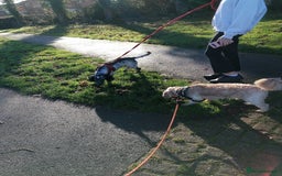 Cockapoo dogs for adoption: 💙🐶 BOBBY 🐶💙 - Advert 23