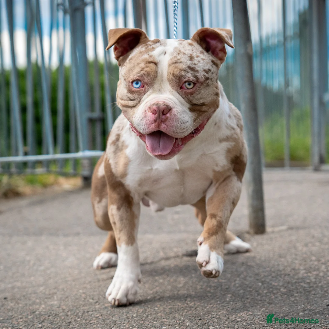 American Bully dogs for stud: BIGGZ - AMERICAN POCKET BULLY -ABKC in Erith - Advert 5