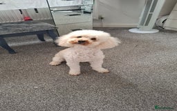 Toy Poodle dogs for stud: Buddy would like to breed puppies  in Liverpool - Image 3