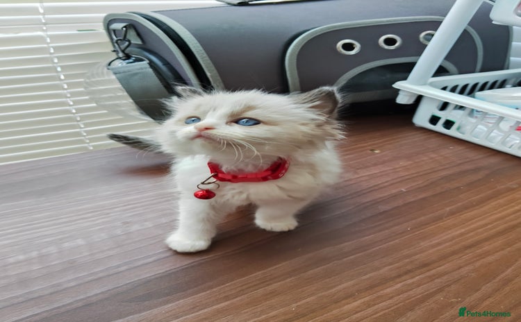 Ragdoll cats - Advert 4