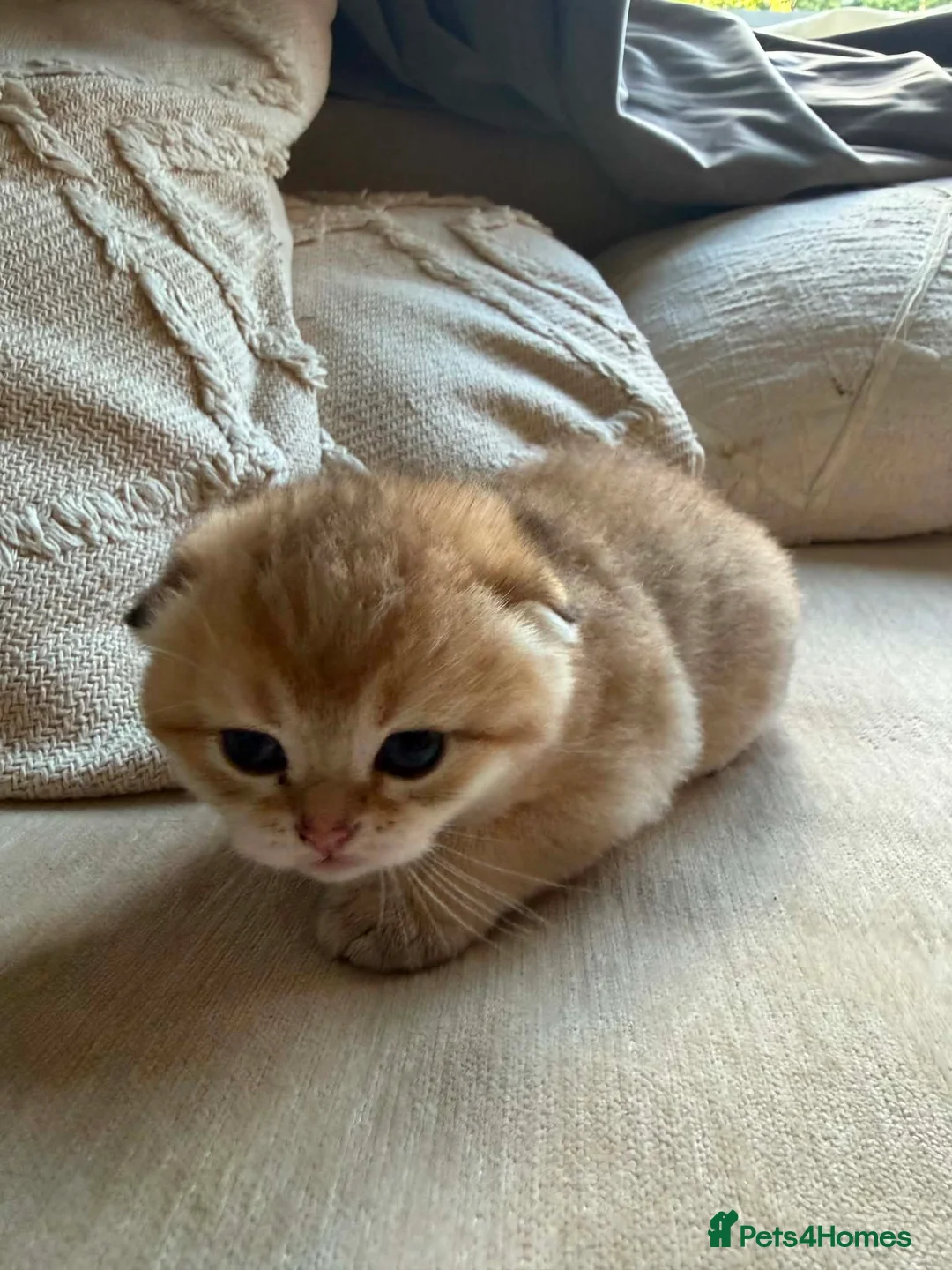 Scottish Fold cats for sale: Scottish fold kittens  in Haslemere - Advert 11