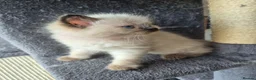 Ragdoll cats for sale: Ragdoll kittens ready now 2 left in Great Yarmouth - Advert 6