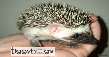 Pygmy Hedgehog rodents - Advert 2