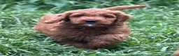 Irish Doodle dogs for sale: F1 miniature Irish doodles - Advert 5