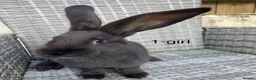Continental Giant rabbits for sale: 🐇 pure bred continental giants 🐇  - Advert 10