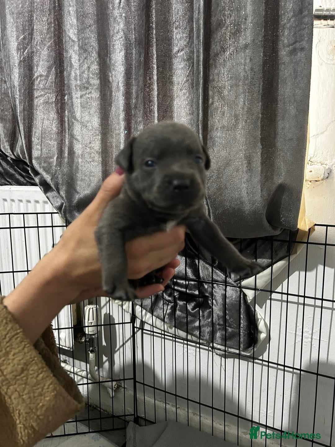 Staffordshire Bull Terrier dogs for sale: KC Reg Staffy Puppies Ready 3rd Dec - Image 16