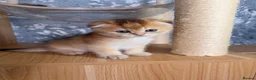 Scottish Fold cats for sale: Adorable Scottish Fold kittens ♥️ - Advert 16