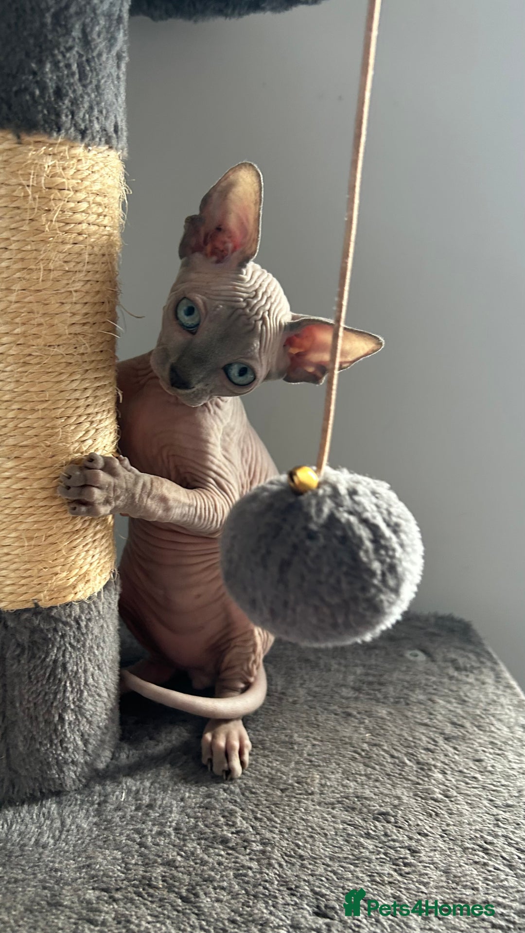 Sphynx cats for sale: Adorable Canadian sphinx - Image 7
