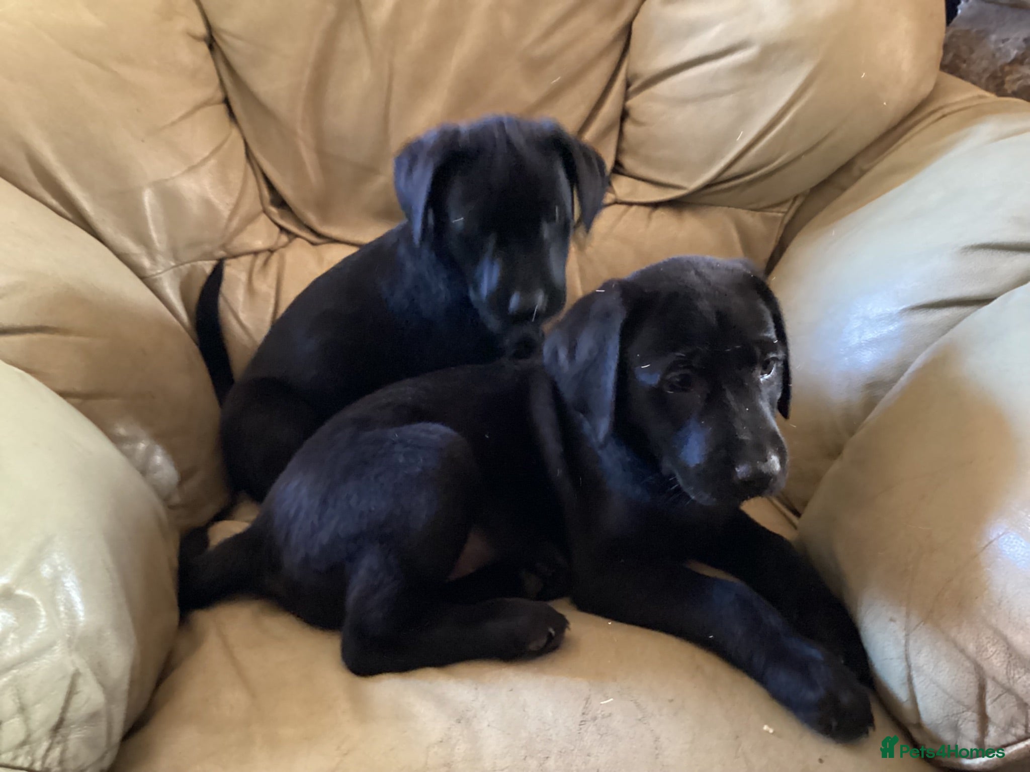 Labrador Retriever dogs  Homebred Black familyLabrador Pups - Advert 2