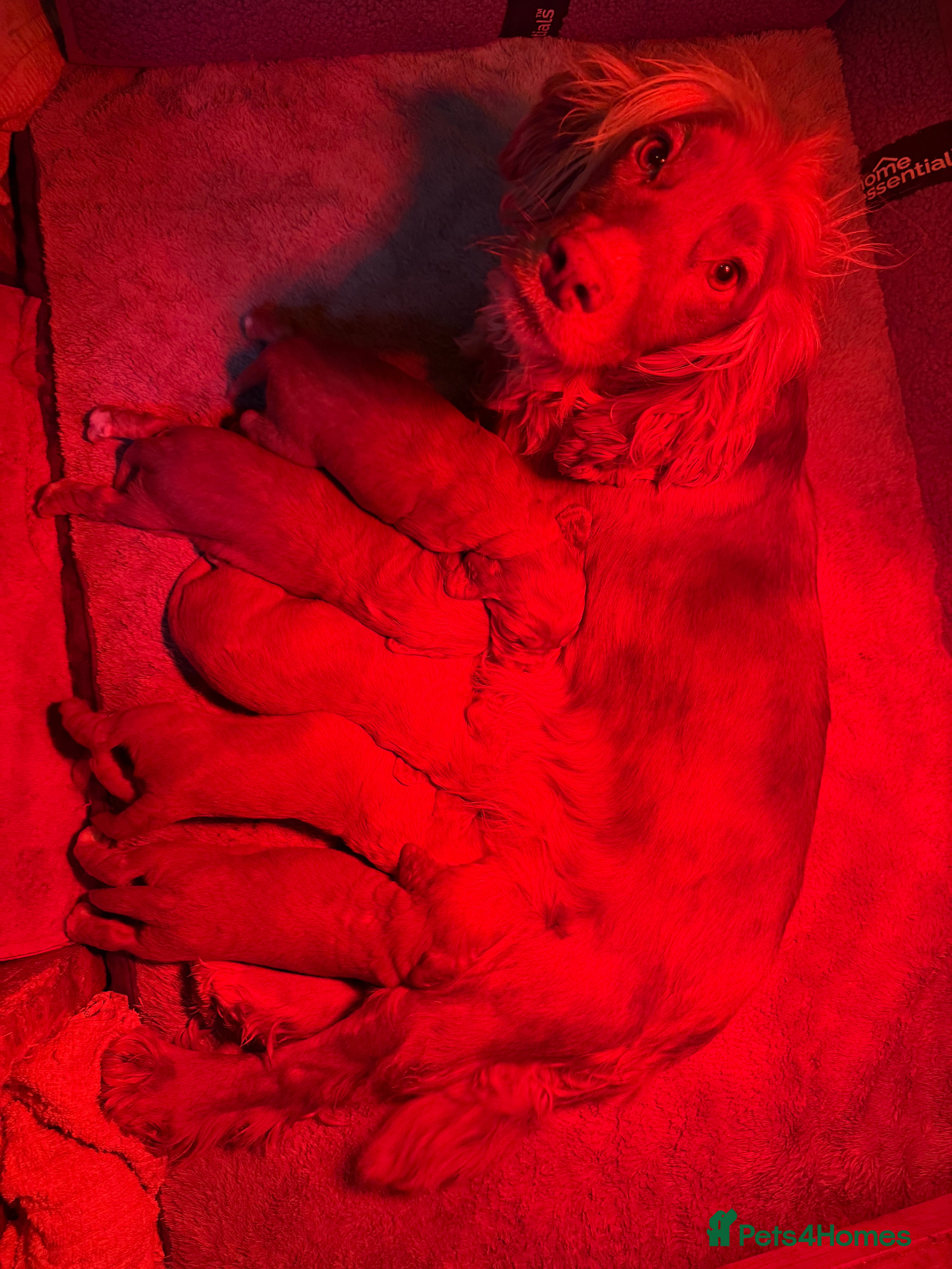 Cocker Spaniel dogs Cocker spaniel puppies  - Advert 7