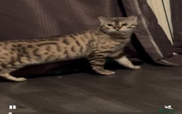 Bengal cats for sale: Snow Mink/Brown Rossette Blue Eyed Bengals - Image 40