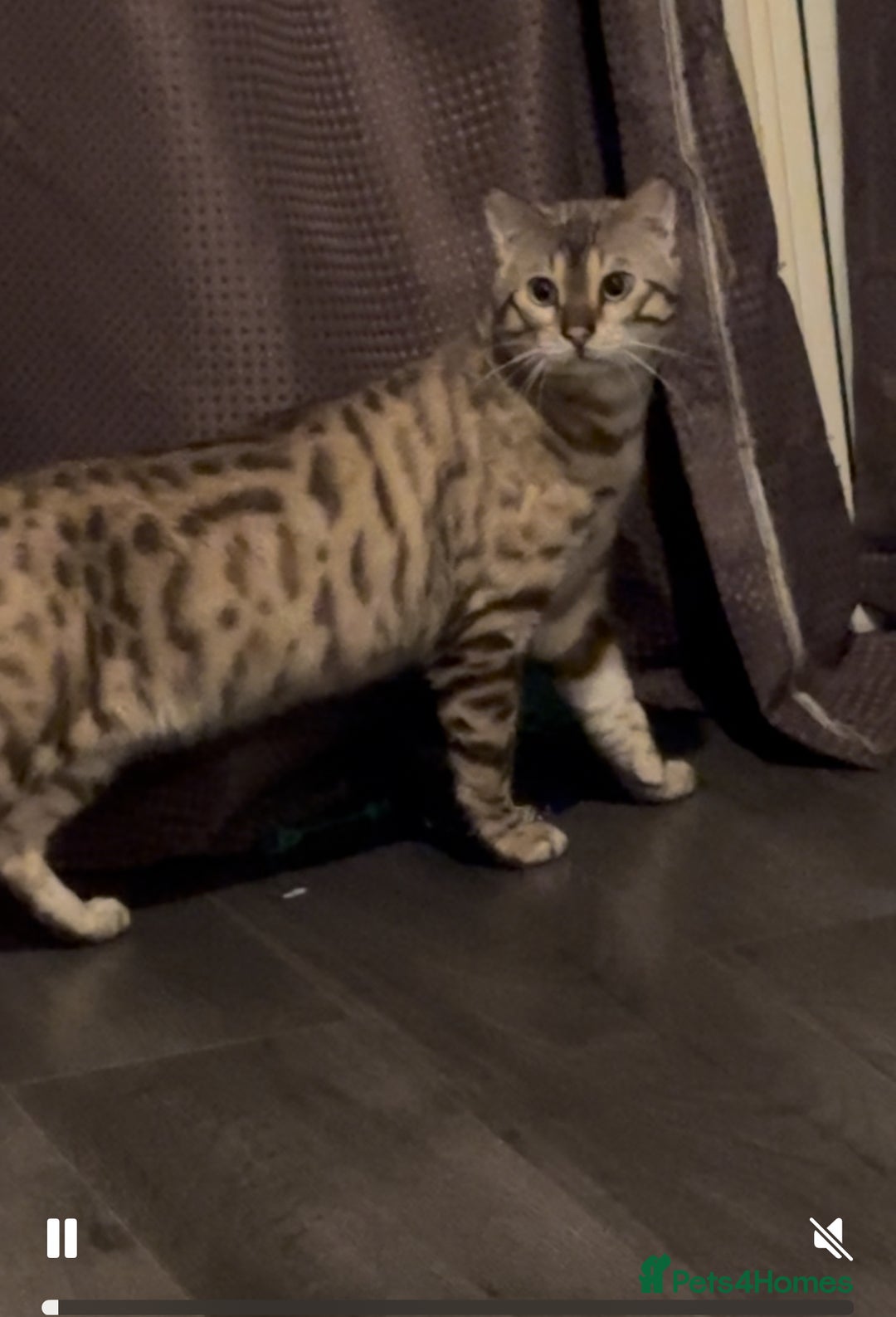 Bengal cats for sale: Snow Mink/Brown Rossette Blue Eyed Bengals - Image 40