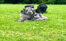 Cockapoo dogs for sale: Beautiful F1 Cockapoo puppies  - Image 20