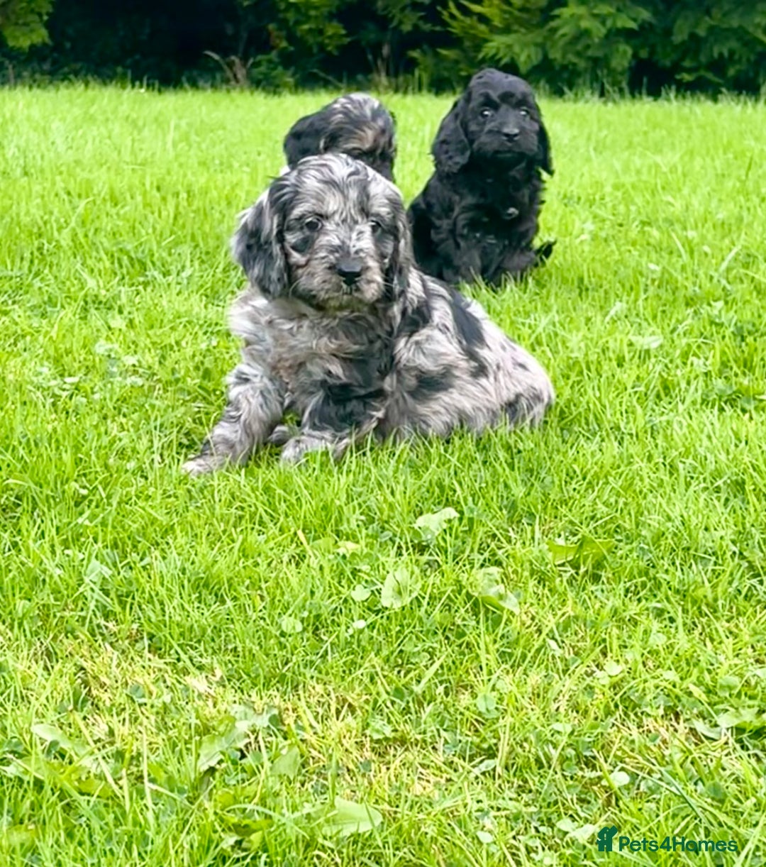 Cockapoo dogs for sale: Beautiful F1 Cockapoo puppies  - Image 20