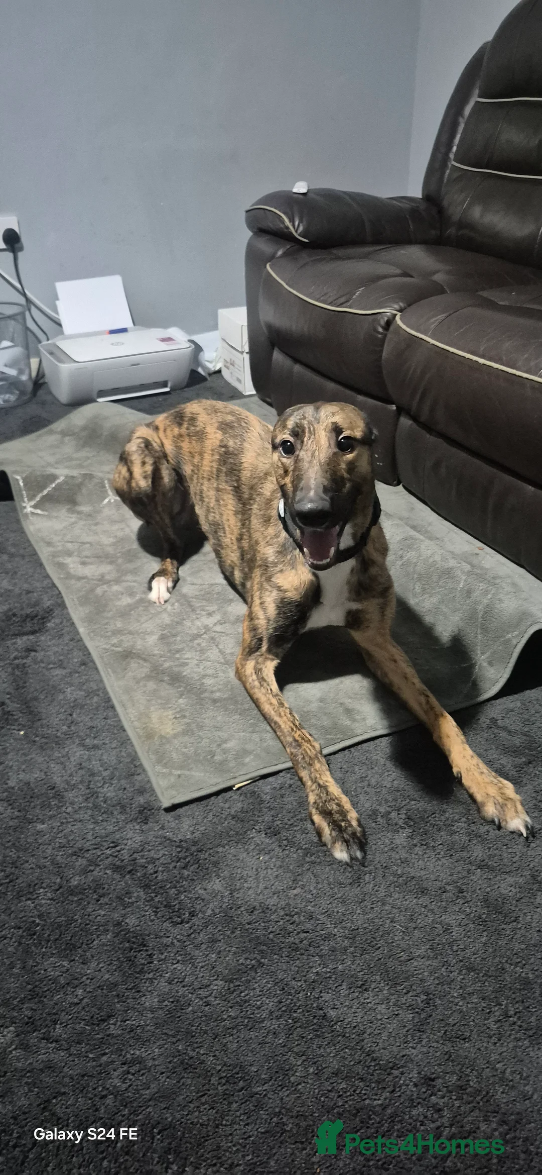 Lurcher dogs for sale: 1 year old lurcher  - Advert 1