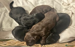 Flat coated Retriever dogs for sale: Beautiful black & liver flatcoated retrievers - Image 3