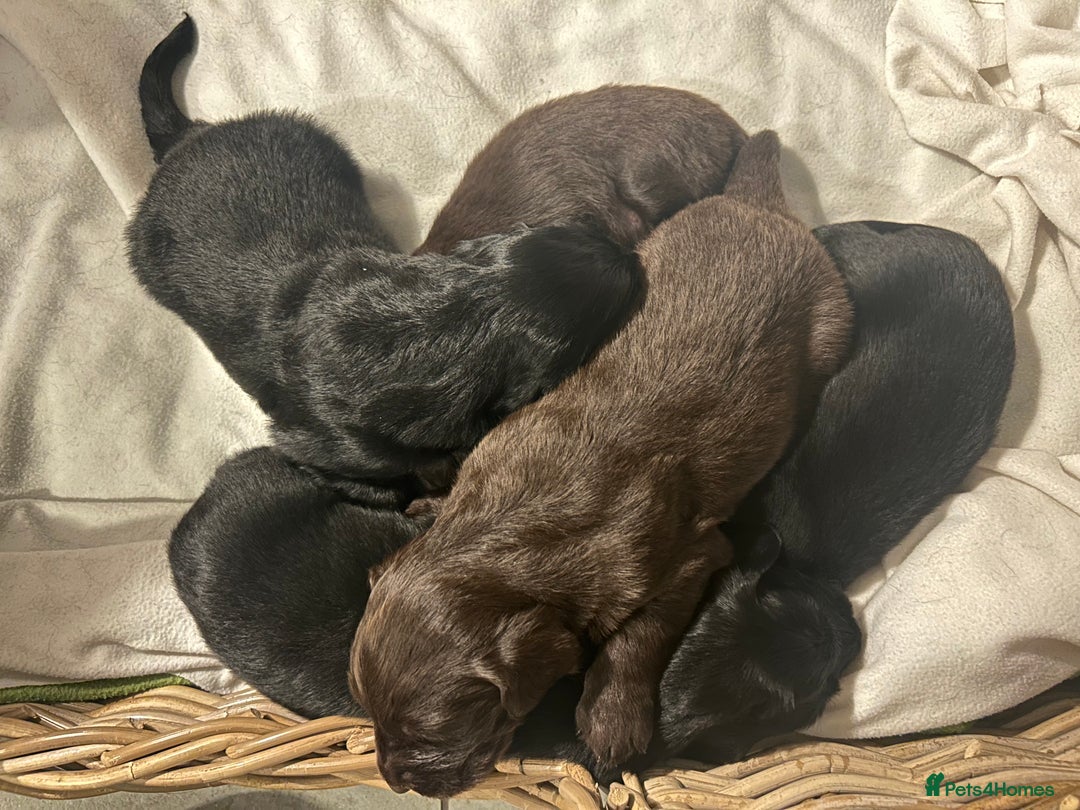 Flat coated Retriever dogs for sale: Beautiful black & liver flatcoated retrievers - Image 3