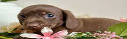 Miniature Dachshund dogs for sale: Miniature chocolate Dapple & Tan chocolate & Tan - Advert 8