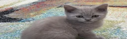 British Longhair cats for sale: One stunning and very friendly kitten - Advert 6